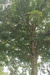 IMG_20240816_143343.jpg