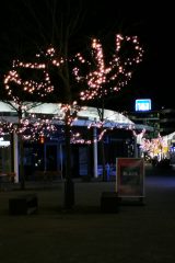 Outlet Montabaur Baum 6.jpg
